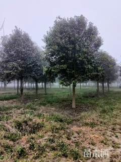 13公分大叶女贞