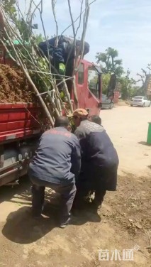 高度160厘米丛生紫荆