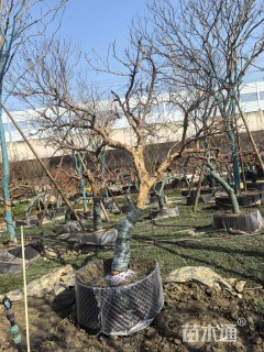 高度300厘米石榴