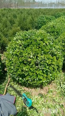 冠幅60厘米卫矛球