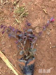 高度25厘米红花继木