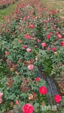 高度45厘米大花月季