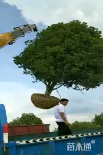 高度450厘米丛生桂花