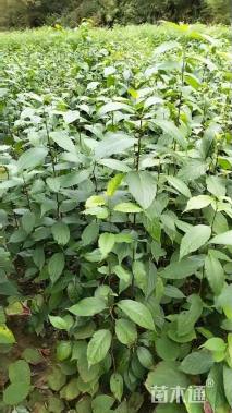 高度60厘米杜仲小苗