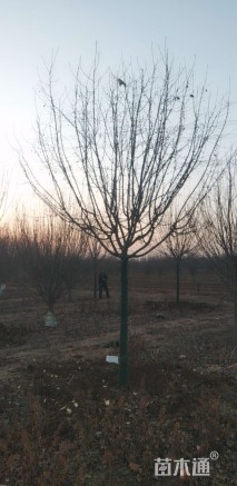 10公分绚丽海棠