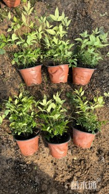 高度15厘米南天竹