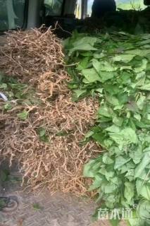 高度50厘米臭牡丹