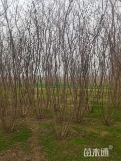 高度280厘米丛生紫薇