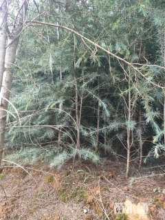 高度150厘米雪松