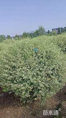 冠幅100厘米银姬小蜡球