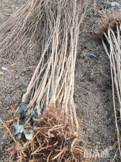 高度50厘米天鹅绒紫薇