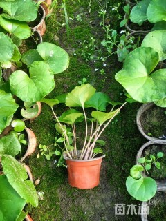 高度30厘米紫娇花