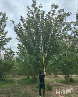 高度800厘米丛生白蜡