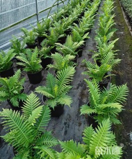 高度50厘米富贵蕨