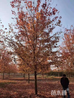 10公分美国红枫