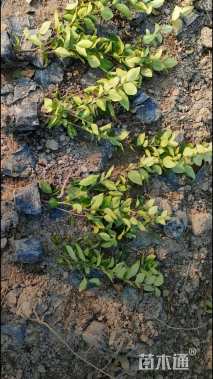 高度30厘米金森女贞