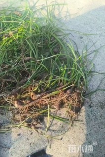 高度30厘米韭兰