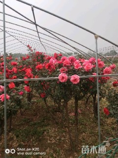 高度200厘米欧洲月季