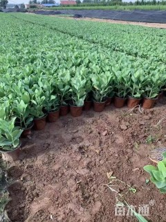 高度15厘米八宝景天