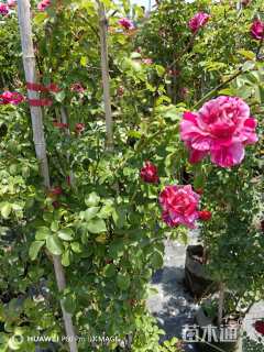 高度1.8厘米月季