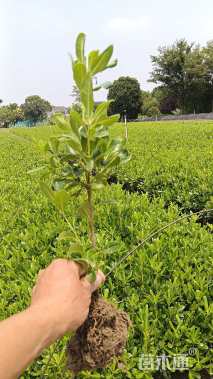 高度25厘米海桐