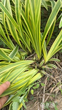 高度20厘米金边麦冬