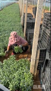 高度20厘米一串蓝