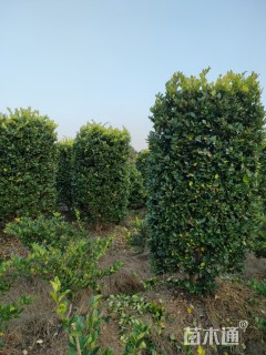 高度200厘米金森女贞柱