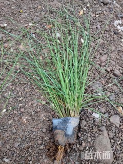 高度50厘米粉黛乱子草