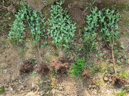 高度55厘米大叶黄杨小苗