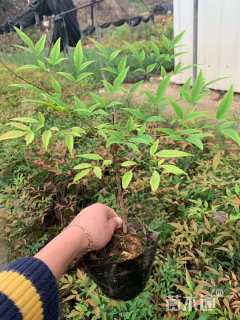 高度20厘米南天竹