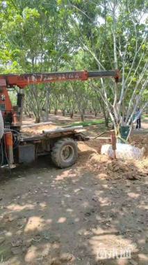 高度400厘米板栗