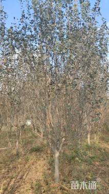 10公分西府海棠