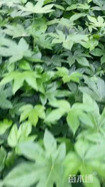 高度25厘米八角金盘小苗