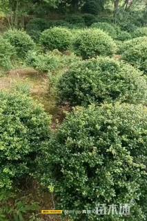 高度90厘米龟甲冬青