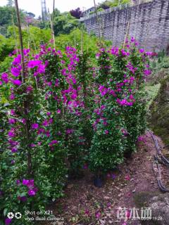 高度240厘米三角梅