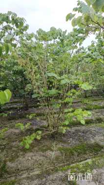 高度150厘米紫荆