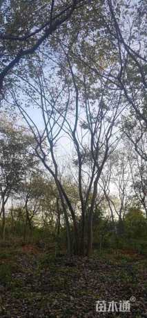 30公分(3杆)丛生朴树