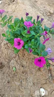 高度15厘米牵牛