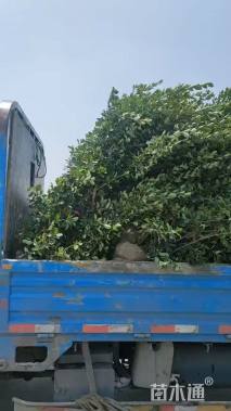 高度150厘米大叶黄杨柱