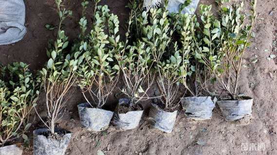 高度40厘米夏鹃