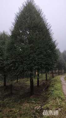 25公分南方红豆杉