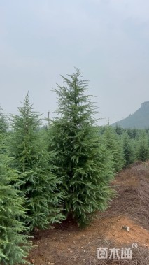 高度300厘米雪松