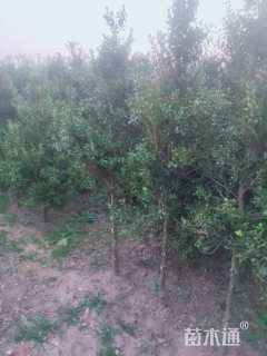 高度150厘米瓜子黄杨