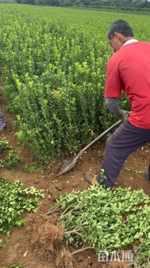 高度110厘米大叶黄杨