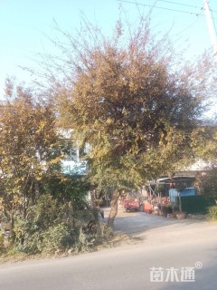 30公分造型榔榆