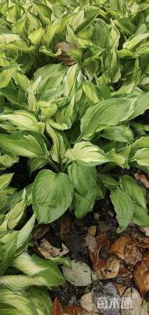 高度25厘米玉簪