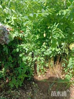 高度60厘米紫穗槐小苗