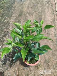 高度32厘米大红花