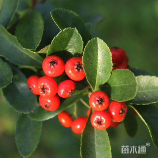 高度35厘米火棘小苗